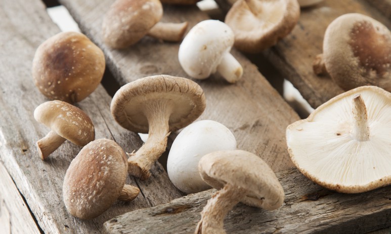 Inspiratie Funghi per tutti Grand'Italia